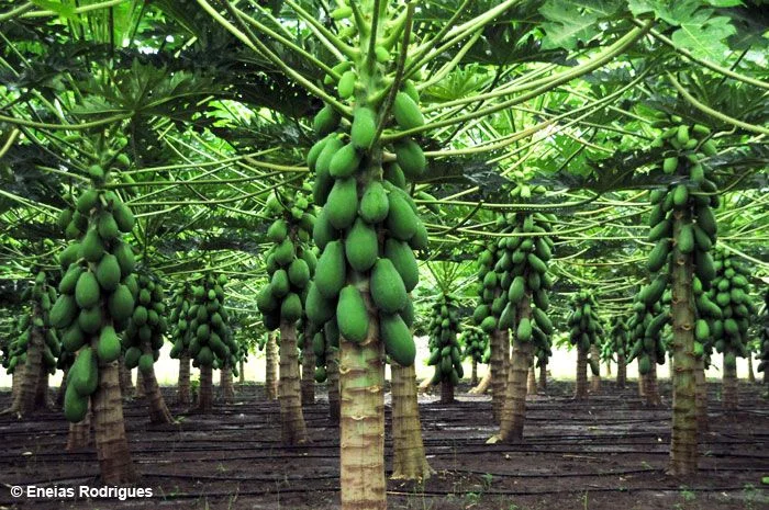 Dicas para um Plantio de Sucesso: Mamão AGC-Frutas