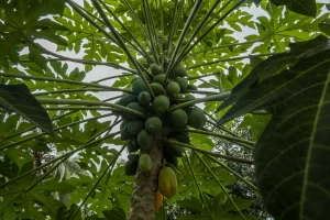 Guia para o Cultivo do Mamão: Colheita em Alta Performance-AGC Frutas®