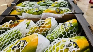 Mamão AGC -Confiança Global e Entrega com Excelência - AGC Frutas