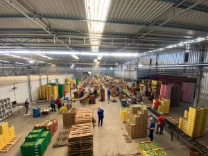 O diferencial da AGC Frutas no mercado de mamões premium - AGC Frutas