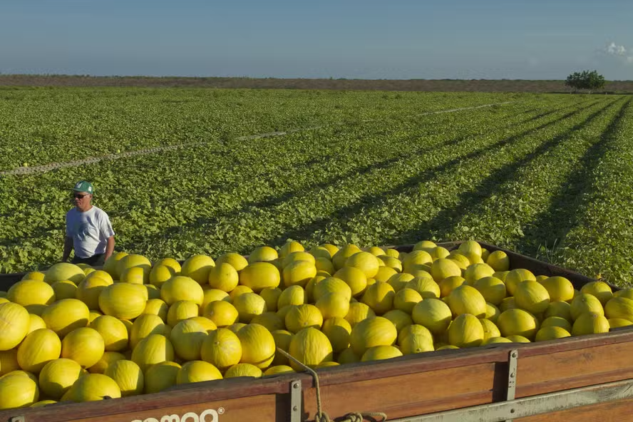 Para estimular o escoamento, produtores baixaram as cotações do melão — Foto: Wenderson Araujo/CNA