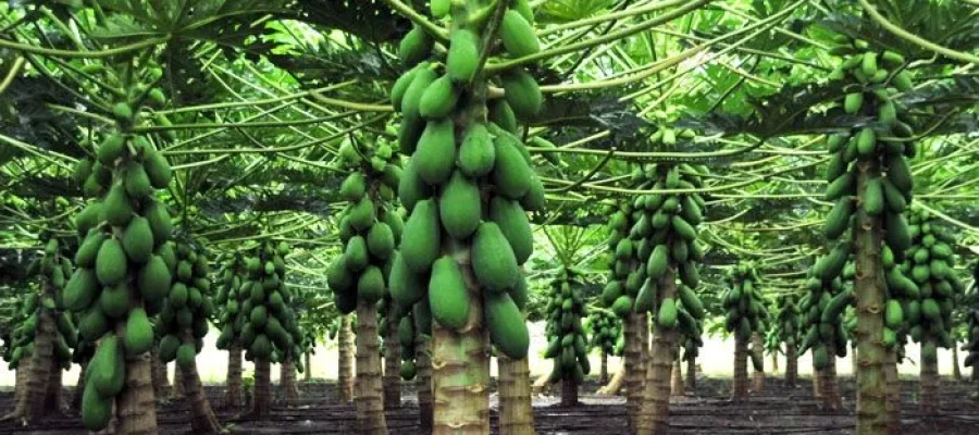 Dicas para um Plantio de Sucesso: Mamão AGC-Frutas