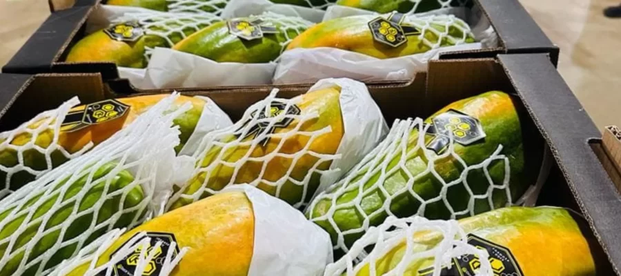 Mamão AGC -Confiança Global e Entrega com Excelência - AGC Frutas