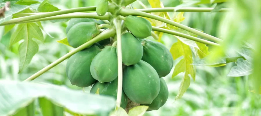 Mamão Verde e sua Saúde Digestiva: Benefícios!-AGC Frutas
