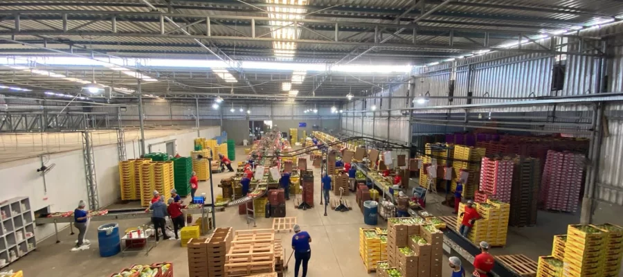 O diferencial da AGC Frutas no mercado de mamões premium - AGC Frutas