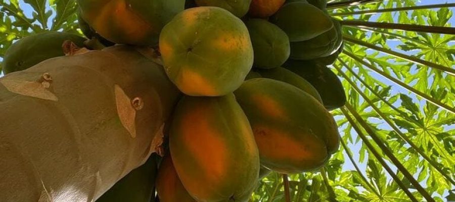 Melhor mamão do Brasil