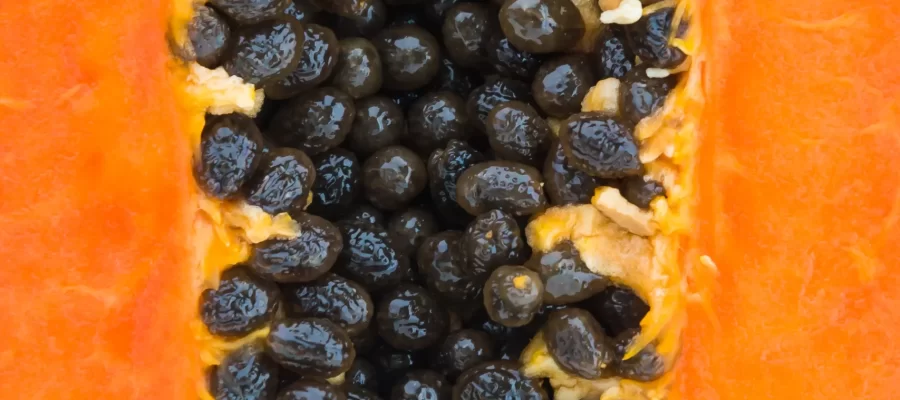 Sementes do Mamão: Aproveite essa Riqueza! - AGC Frutas®