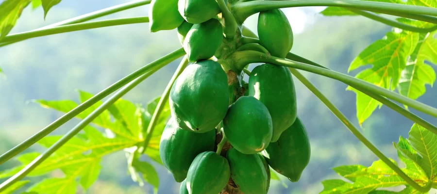 O Lanterna Verde da sua Saúde: Mamão!- AGC Frutas