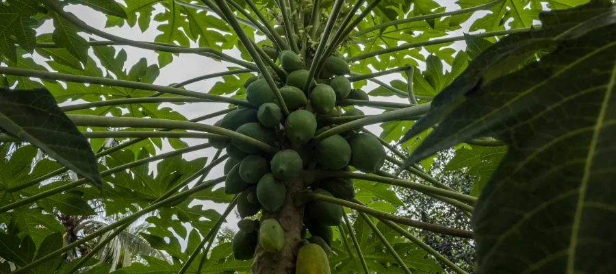 Guia para o Cultivo do Mamão: Colheita em Alta Performance-AGC Frutas®