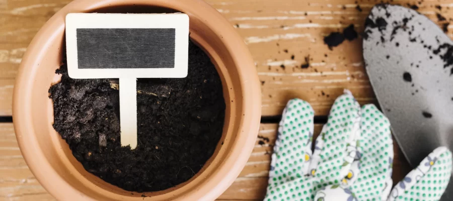 Plantio do Mamão em Casa-Técnicas-AGC Frutas