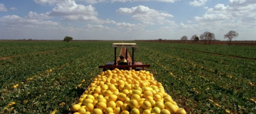 Plantação de melão para exportação